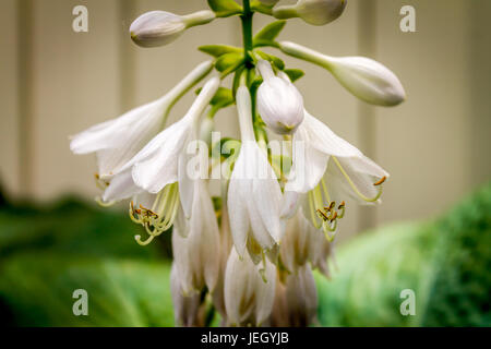 Green hosta (Hosta lancifolia) leaves in summer garden. Green life ...