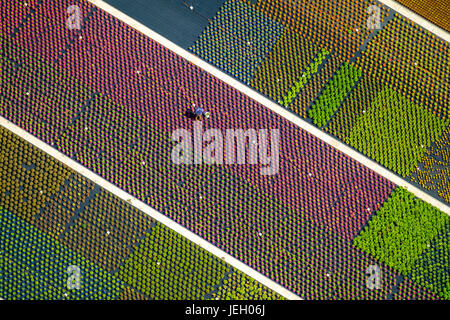 Colorful potted plants in rows, nursery, garden center, Nordkirchen, Münsterland, North Rhine-Westphalia, Germany Stock Photo