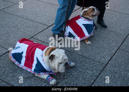 winter coats for english bulldogs