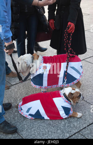 Bulldogs wearing Union Jack Flag coats at the Remembrance Sunday parade ...