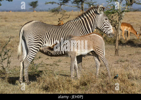 A female Grevy's zebra (Equus grevyi) nursing her foal. Ol Pejeta Conservancy, Kenya. Stock Photo