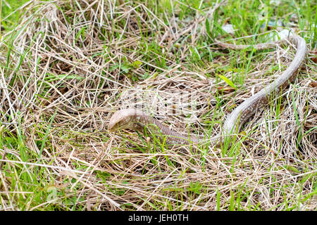 Sheltopusik legless lizard or Pseudopus apodus Stock Photo