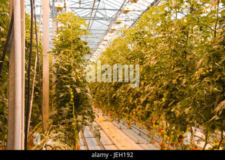 Tomatoes growing in a geothermal greenhouse at Fridheimar greenhouse, Iceland. Stock Photo