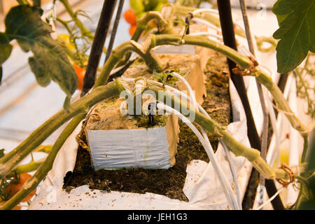 Tomatoes growing in a geothermal greenhouse at Fridheimar greenhouse, Iceland. Stock Photo
