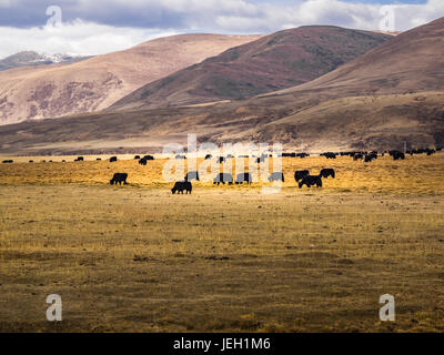 Flock of yaks grazing at the valley in Sichuan, China Stock Photo