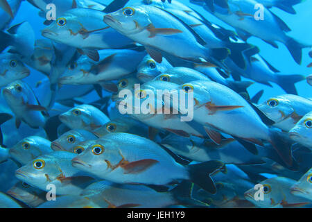 Shoal of Humpback red snappers (Lutjanus gibbus) underwater in the indian ocean Stock Photo