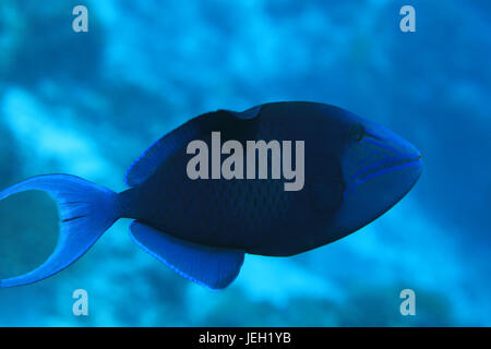 Red-toothed triggerfish (Odonus niger) underwater in the indian ocean Stock Photo