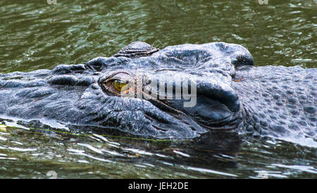 Saltwater crocodile close up on East Alligator river, Kakadu National park, Northern Territory, Australia Stock Photo