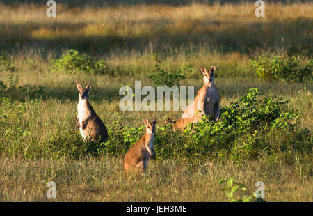 Wallabies In Farmer's Field Near Kakadu National Park, Northern ...