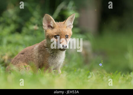 Young fox cub exploring its new surroundings Stock Photo