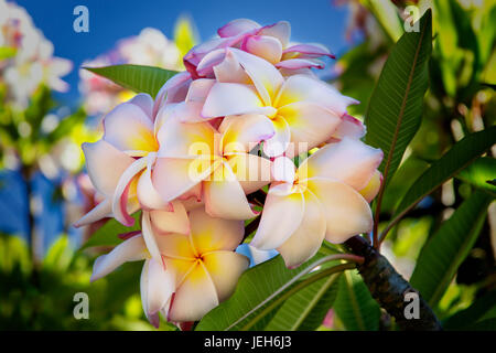 Close-up of pink plumeria flowers and blue sky; Lanai, Hawaii, United States of America