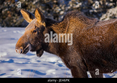 Close-up of a female moose (alces alces)with frost on her fur from foraging in the snow on a -30 F (-34 C) degree morning Stock Photo