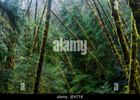 Red Alder trees grow with conifers; Cannon Beach, Oregon, United States of America Stock Photo