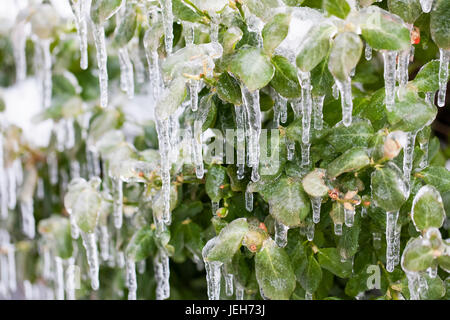 Plant leaves covered in ice and icicles; Ontario, Canada Stock Photo