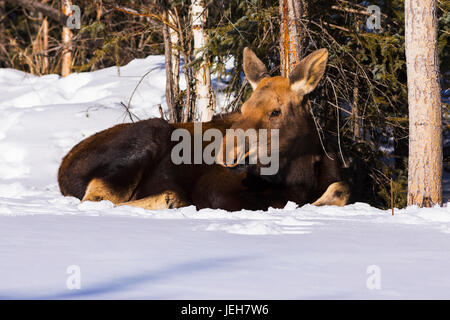 A moose calf (alces alces) beds down in snow behind a residence; Delta Junction, Alaska, United States of America Stock Photo