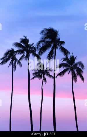 Five coconut palm trees in line with cotton candy sunset behind; Honolulu, Oahu, Hawaii, United States of America Stock Photo