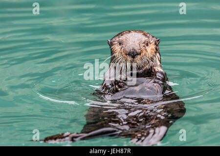 Close-up of a Sea Otter (Enhydra lutris) floating on it's back, looking towards the camera, South-central Alaska