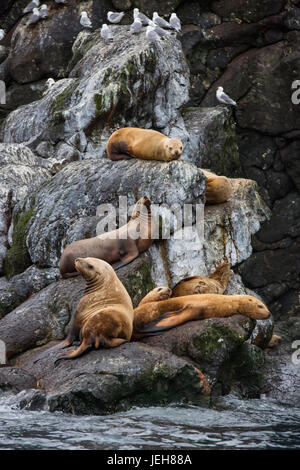 A colony of Steller Sea Lions (Eumetopias jubatus) rest on shoreline rocks in Resurrection Bay, South-central Alaska; Alaska, United States of America Stock Photo