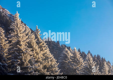 Hoar frost covered evergreen trees are cast in warm sunlight along Turnagain Arm in winter, South-central Alaska; Alaska, United States of America Stock Photo