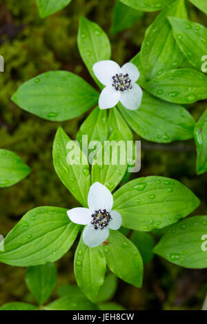 Detail Of Water Droplets On Bright Green Dwarf Dogwood (Cornus Canadensis) Leaves, Two White Flowers Blooming In The Middle, Moose Pass, South-Cent... Stock Photo