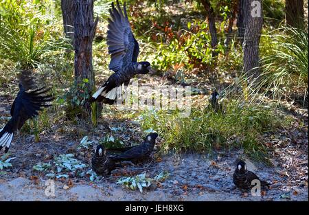 Flock of Carnaby's black cockatoos flying Stock Photo