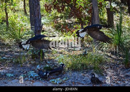 Flock of Carnaby's black cockatoos flying Stock Photo