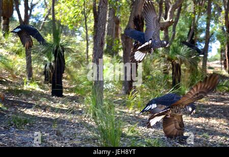 Flock of Carnaby's black cockatoos flying Stock Photo