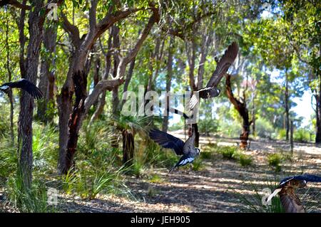 Flock of Carnaby's black cockatoos flying Stock Photo