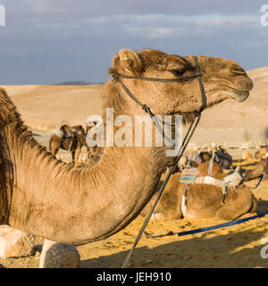Camel's neck and head in the foreground with other camels in the background, Kfar Hanokdim; Ezor Beer Sheva, South District, Israel Stock Photo