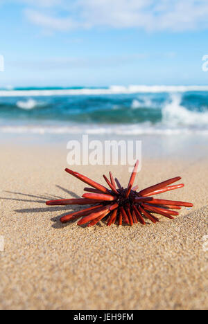 A Red Slate Pencil Urchin (Heterocentrotus Mamillatus) sounds on the sand at the beach; Honolulu, Oahu, Hawaii, United States of America Stock Photo