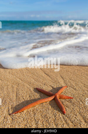 A red live Finger Starfish, also known as Linckia Sea Star, found along a sandy beach with white ocean tide washing up Stock Photo