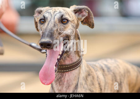 Portrait of beautiful spanish greyhound Stock Photo