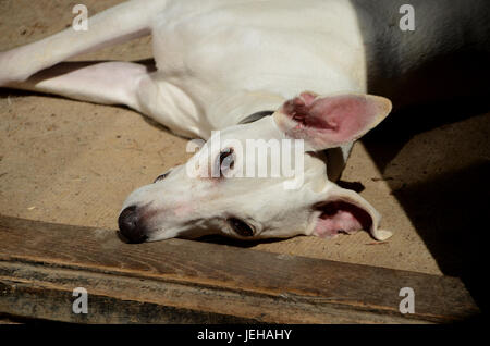 White Whippet dog lays at rest while wathing the photographer. Stock Photo
