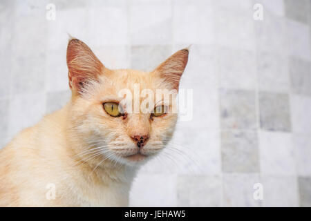 bengal cat in light brown are looking Stock Photo