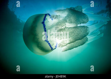barrel jellyfish (Rhizostoma pulmo) in Coma-ruga, Costa Daurada, Catalonia Stock Photo