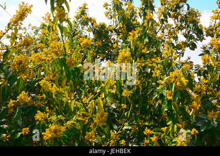 Avocado tree Blossom Stock Photo