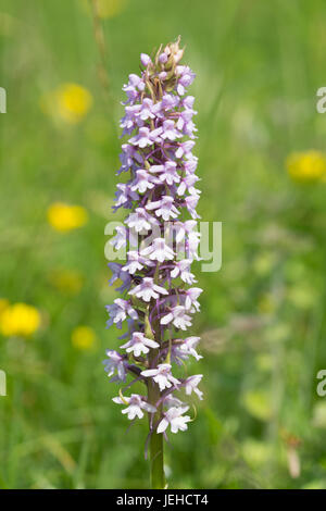 Fragrant orchid (Gymnadenia conopsea), UK Stock Photo