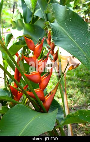 Toucan Beak aka Lobster Claw flowers (Heliconia stricta) at the Belize Spice Farm. Stock Photo