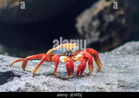 Galapagos red crab standing on rock alert Stock Photo
