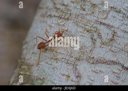 close up of red ant on wooden Stock Photo