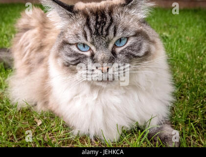 Grumpy Ragdoll Cat Portrait Stock Photo