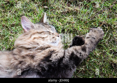 Long Haired Tabby Cat Asleep Outdoors On A Grass Lawn Stock Photo