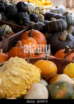 Pumpkins, gourds and squash piled up in Autumn Stock Photo
