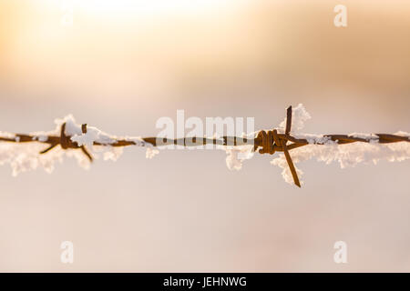 Barbed wire fence covered in snow. Rusty fence in sunlight, dramatic background Stock Photo