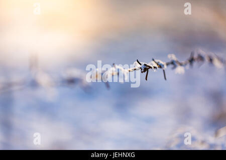 Barbed wire fence covered in snow. Rusty fence in sunlight, dramatic background Stock Photo