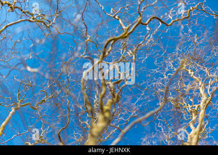 Empty branches, no leaves against blue sky. Abstract autumn winter background Stock Photo