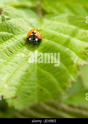 ladybird resting on a green leaf in the summer sun and heat outside macro Stock Photo