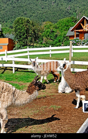 Alpacas near Puerto Montt, Chile on 3/16/14 Stock Photo