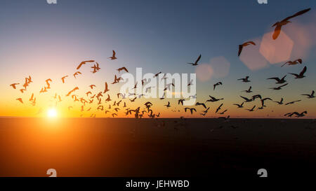Flock of Seagulls silhouettes over the Sea during amazing sunset. Stock Photo
