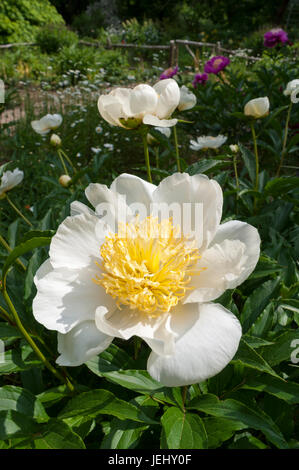 'Whitleyi Major' Peony (Paeonia lactiflora). Sedgwick Gardens on Long Hill estate, in Beverly, MA. Stock Photo